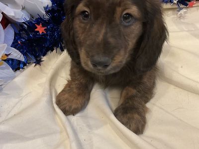 AKC Long Hair Male Miniature Dachshund