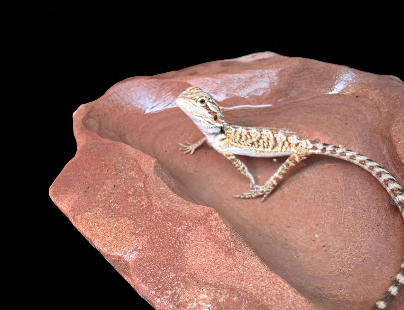 Custom Real Rock Stone Caves & Water Bowls – The Ultimate Multi-Purpose Reptile Hide!