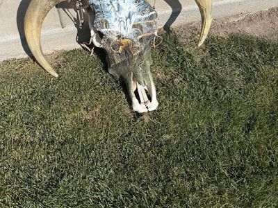 Denise Baird Hand Painted Skull