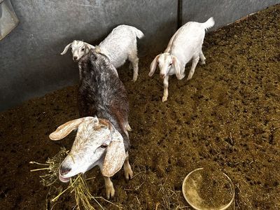 Mamma and 2 baby goats