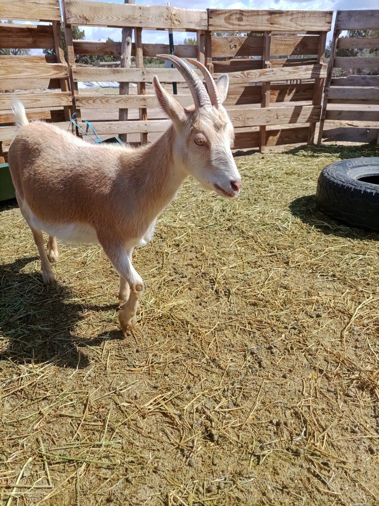 Saneen/ Nigerian Dwarf