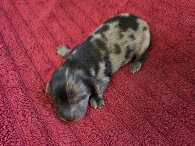 only 1 left akc limited reg mini dachshund
