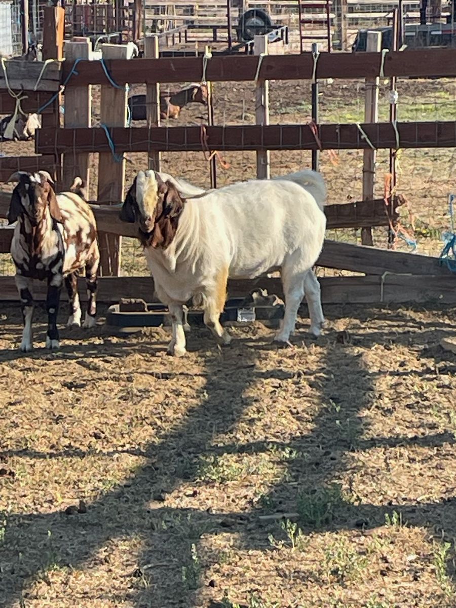 Registered 3-Year-Old Full Blood Boer Billy Goat.  Also, three purebred Boer Does available. 