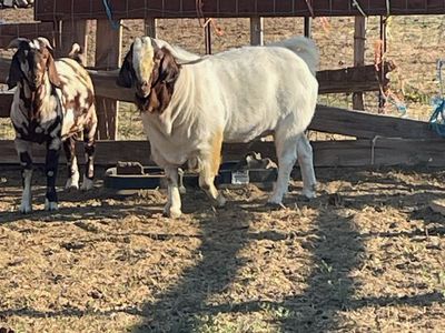 Registered 3-Year-Old Full Blood Boer Billy Goat. Also, three purebred Boer Does available.