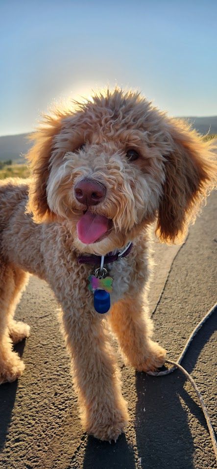 Purebred AKC Mini Poodle Apricot