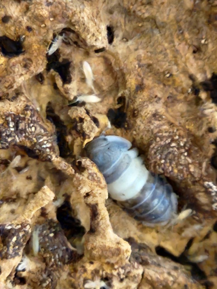 Panda King Isopods