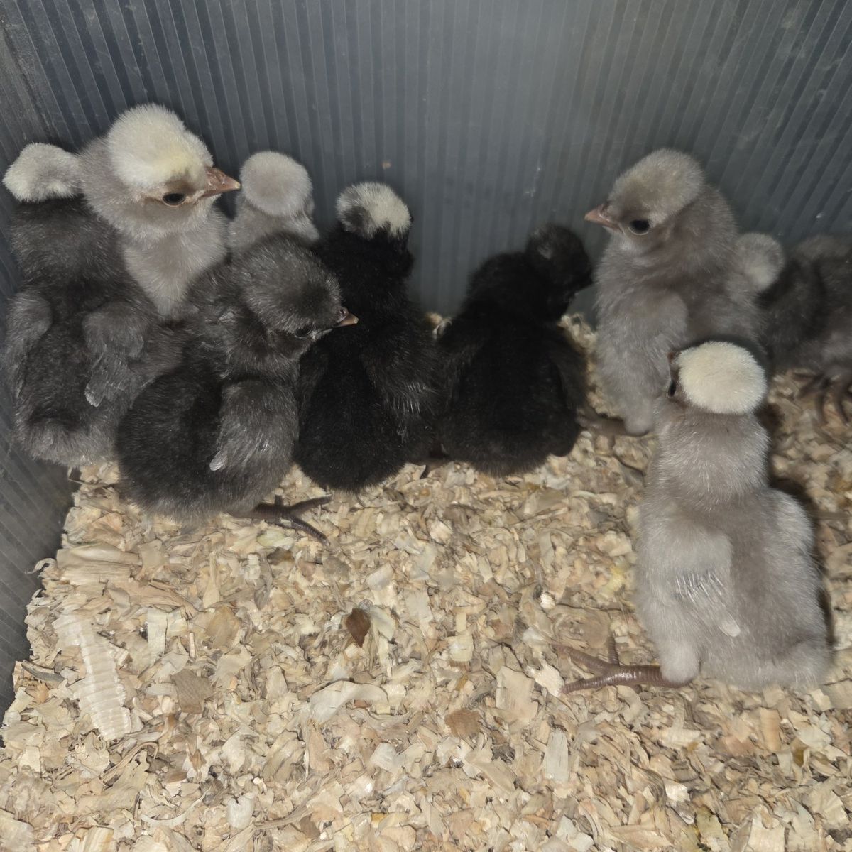 White Crested Blue Polish