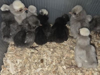 White Crested Blue Polish