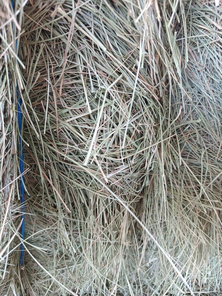 Quality Alfalfa Hay Bales - Fresh, Green, and Perfect for Livestock Feed