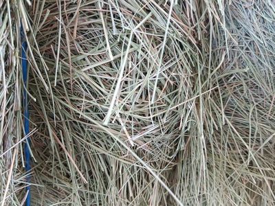 Quality Alfalfa Hay Bales - Fresh, Green, and Perfect for Livestock Feed