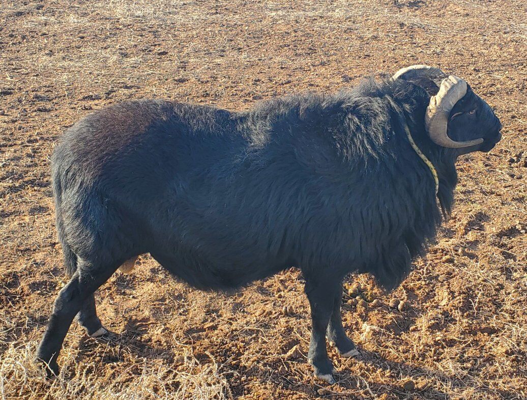 Dorper/Barbados Ram