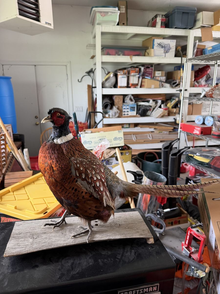 Chinese Ringneck Pheasant Mount