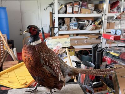 Chinese Ringneck Pheasant Mount