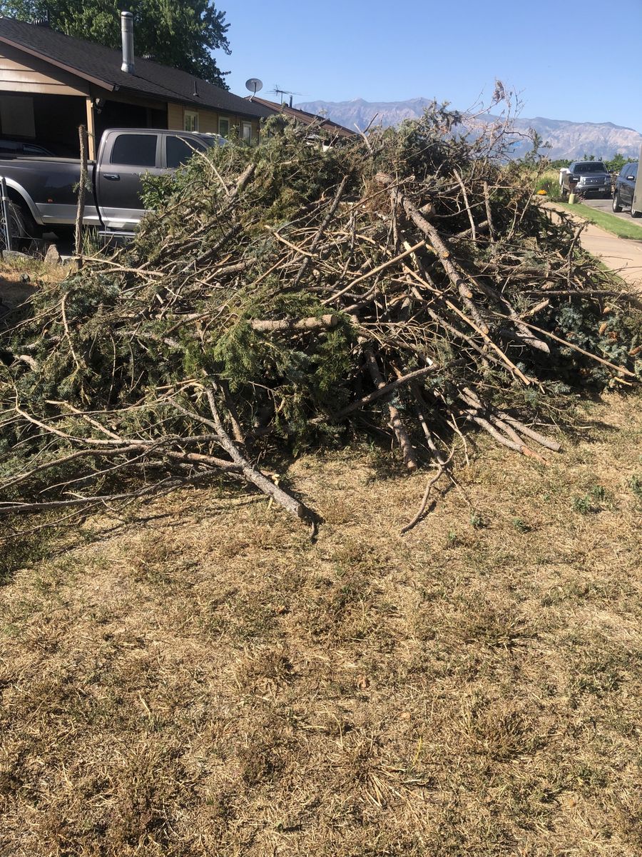 Free tree branches