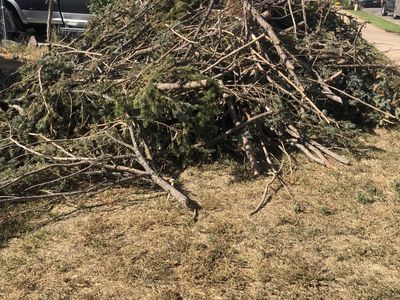 Free tree branches