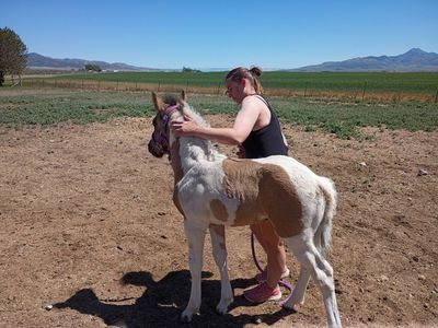 Draft Cross Grulla Colt