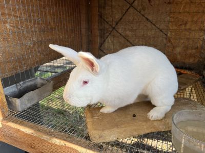 Sweet pet rabbit needing a loving home