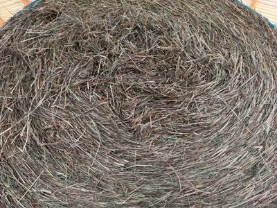Freshly Baled Alfalfa Hay