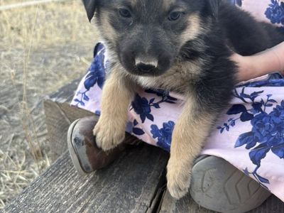 Puppies
