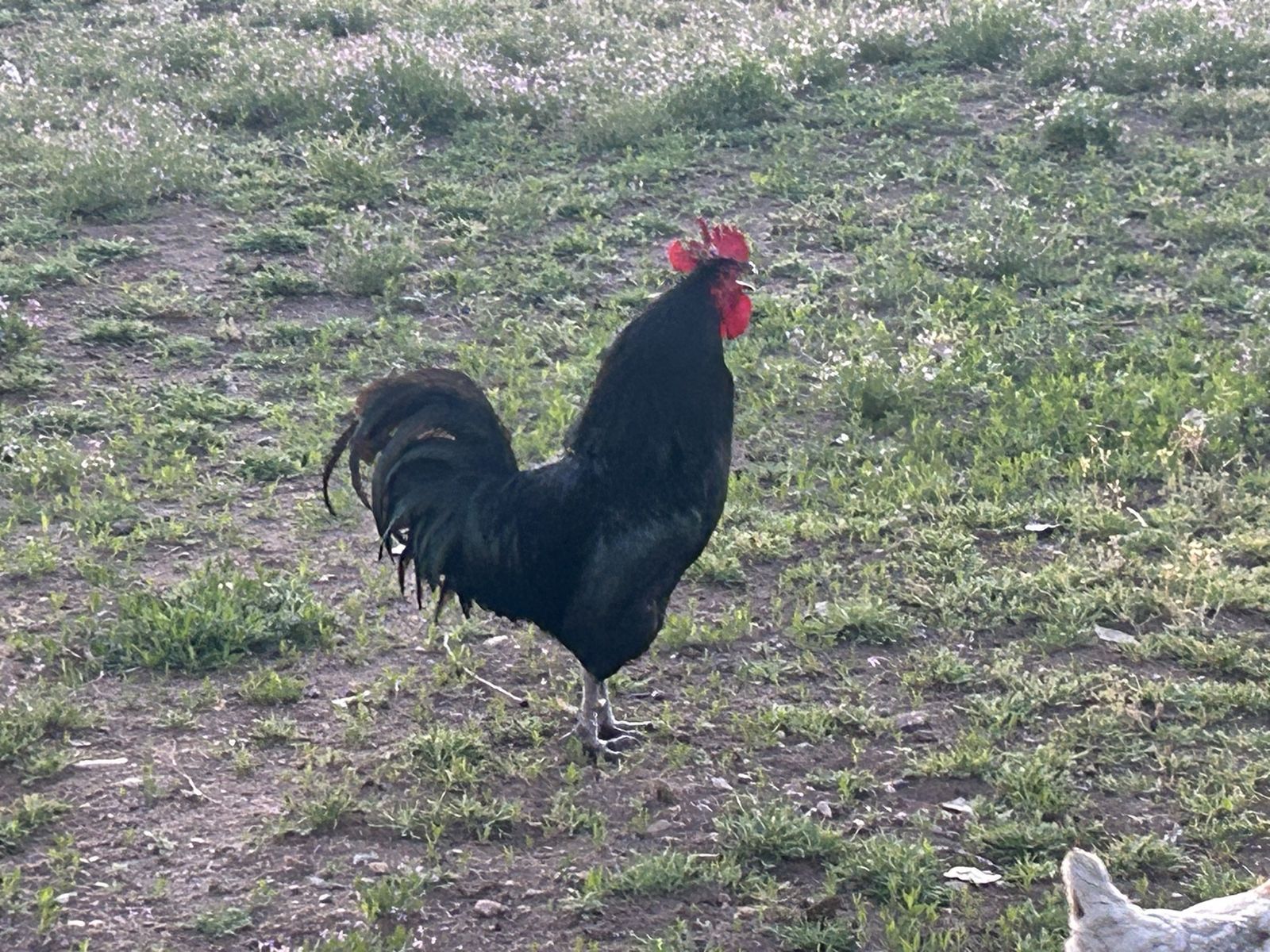 Rooster