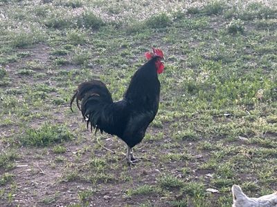 Rooster