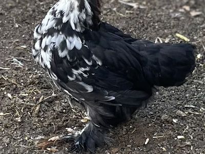 13 Week Old Bantam Cochins Cockerels