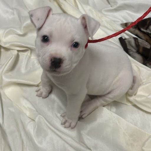 Hello my name is Macadamia