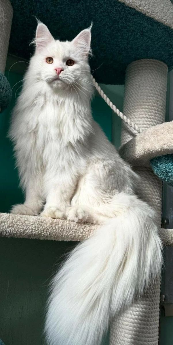 Maine coon