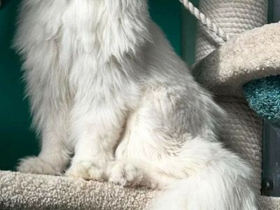 Maine coon