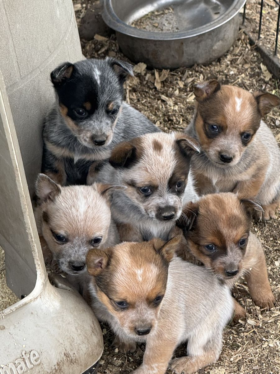 HEELER PUPS (MINI) THEY WILL STAY SMALL