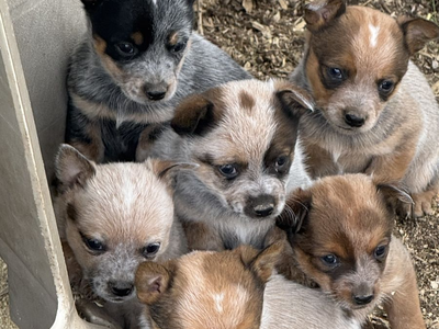 HEELER PUPS (MINI) THEY WILL STAY SMALL