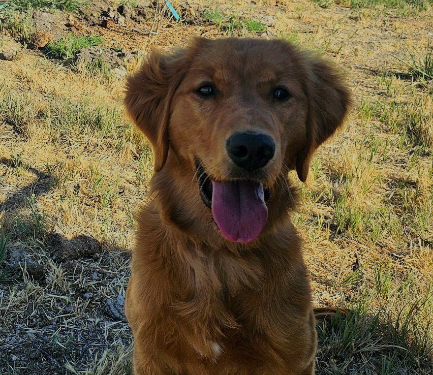 AKC Golden Retriever 6 Month Old Female Puppy