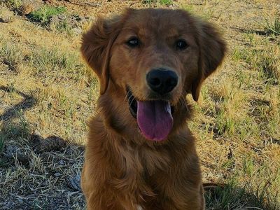 AKC Golden Retriever 6 Month Old Female Puppy