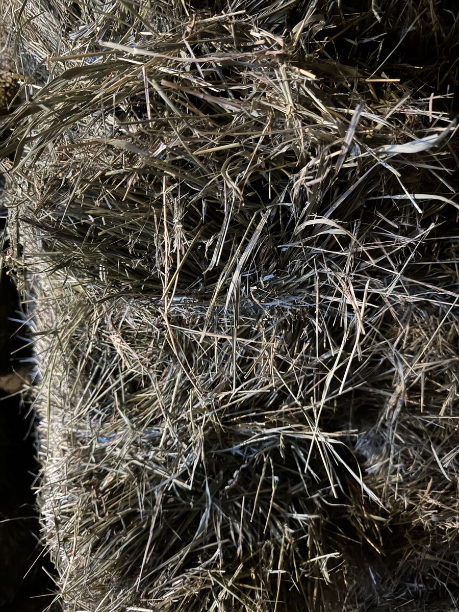 Grass Hay Small Bales