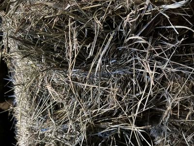 Grass Hay Small Bales