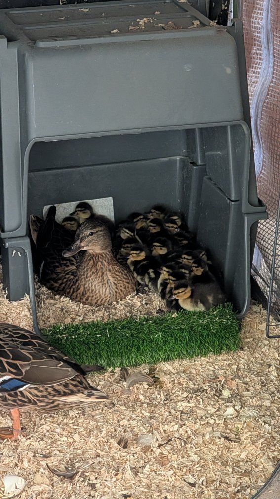Call Duck x Mallard Ducklings (HATCHING TODAY! JUNE 6th)