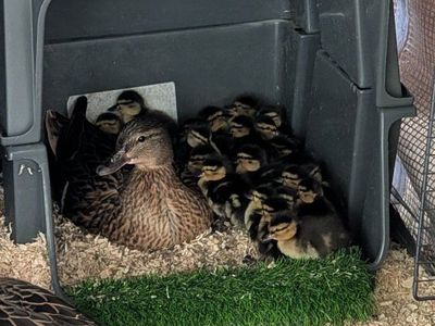 Call Duck x Mallard Ducklings (HATCHING TODAY! JUNE 6th)