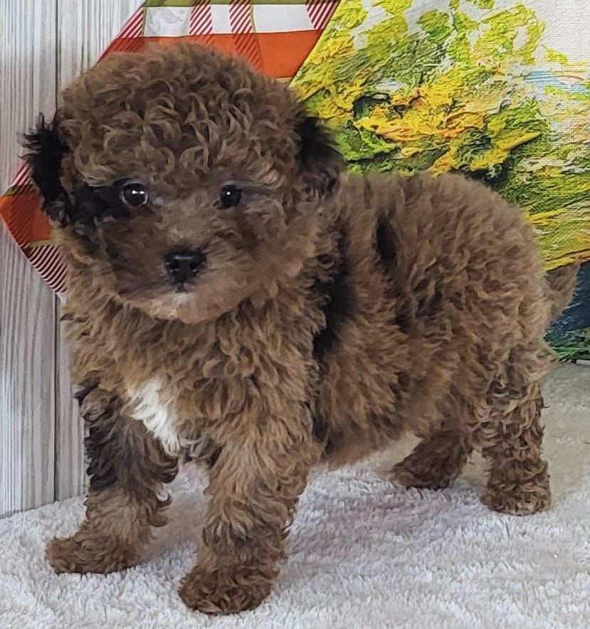 Micro Goldendoodle – Girl Strawberry ($2400)