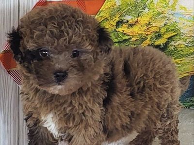 Micro Goldendoodle – Girl Strawberry ($2400)