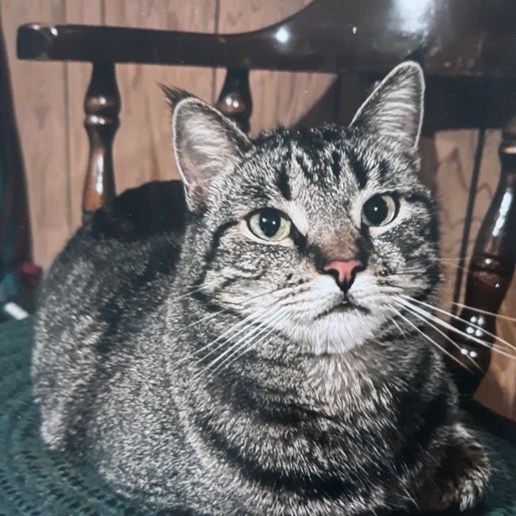 Hello my name is Buffy