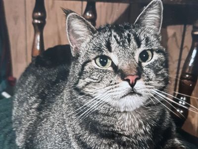 Hello my name is Buffy