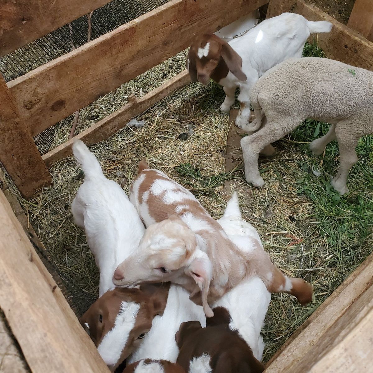 bottle fed boer baby goats
