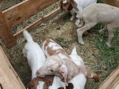 bottle fed boer baby goats