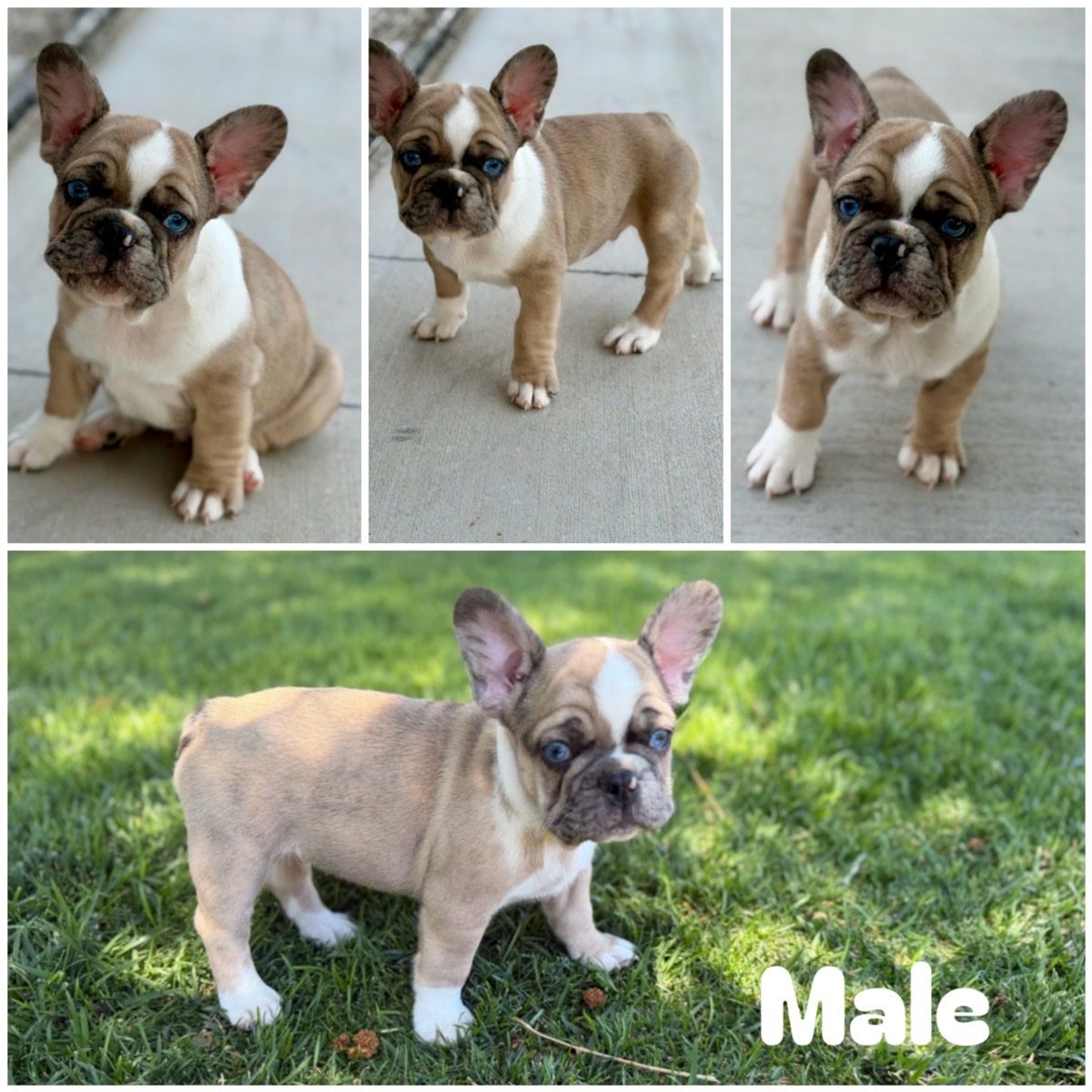 AKC French Bulldog Puppies- 9 weeks!