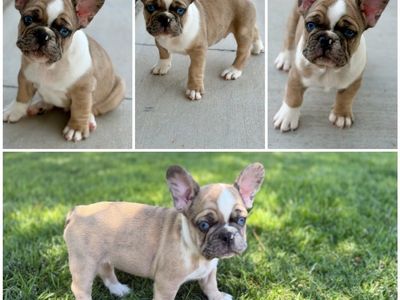 AKC French Bulldog Puppies- 9 weeks!