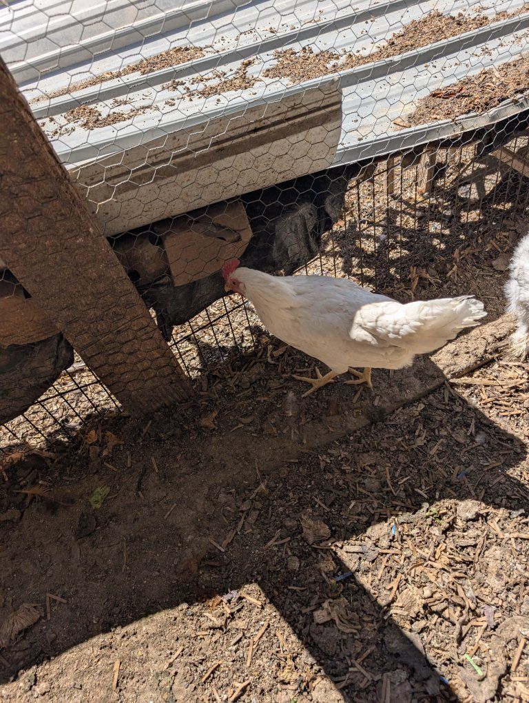 Young prolific layer chickens