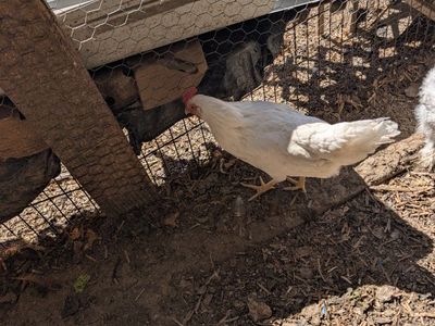 Young prolific layer chickens