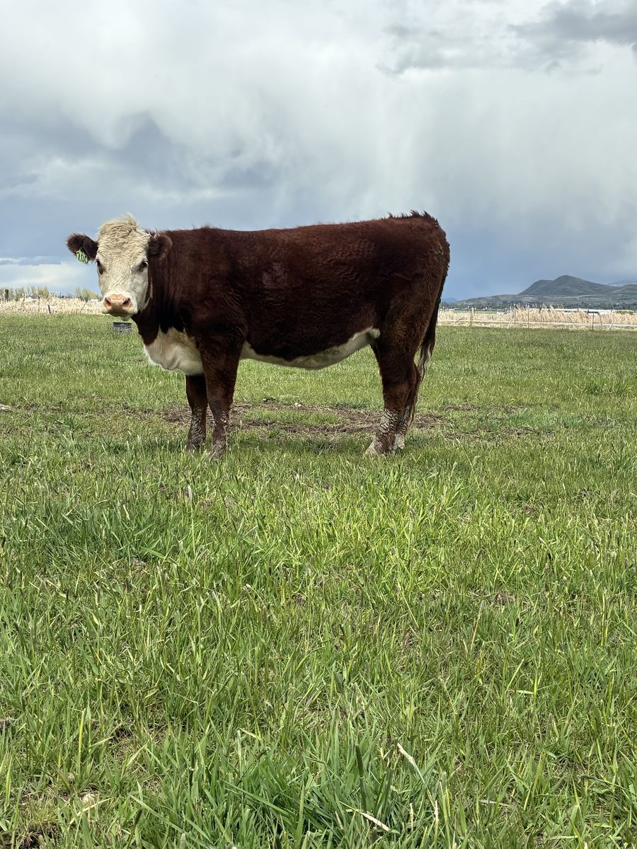 Bred heifers due in May