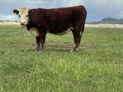 Bred heifers due in May