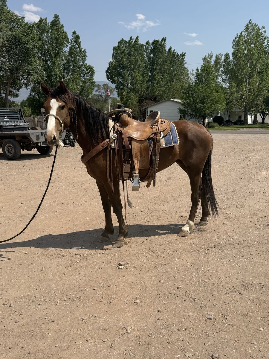 3-Year-Old Mare - 45 Days Riding, Gentle, 14.2 Hands - Ready to Finish